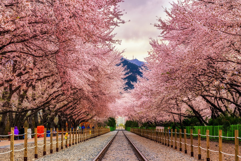 Nhà ga Gyeonghwa, Jinhae: Thiên Đường Hoa Anh Đào Cho Những Tín Đồ Du Lịch